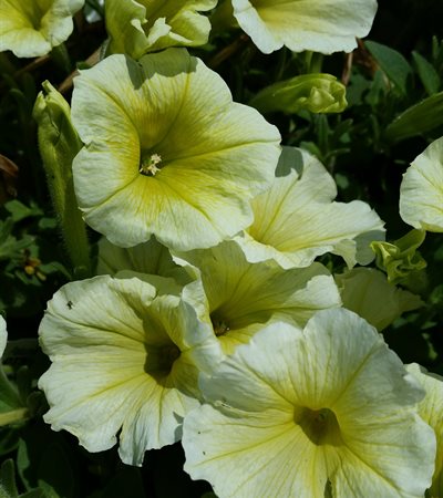 Petunia Supertunia® Limoncello®